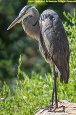 great blue heron